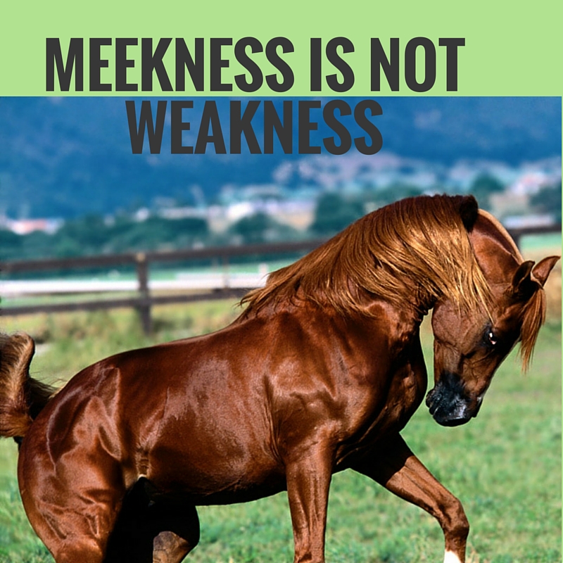 meekness-is-not-weakness-it-could-even-win-the-preakness-the-original